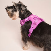 Ollie Walkies: Body Harness - Purple