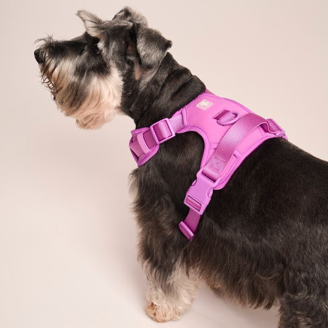 Ollie Walkies: Body Harness - Purple