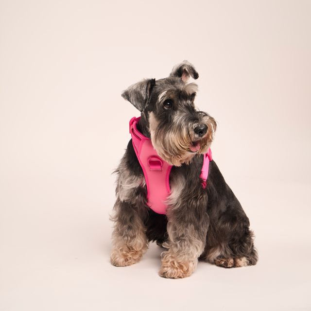 Ollie Walkies: Body Harness - Hot Pink