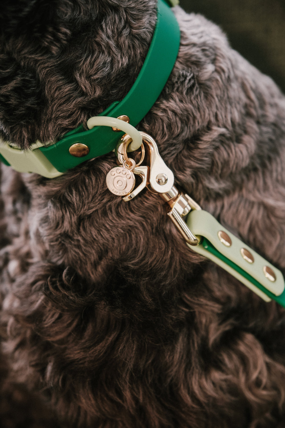 Ollie Walkies Classic - Collar and Leash Set - Seaweed
