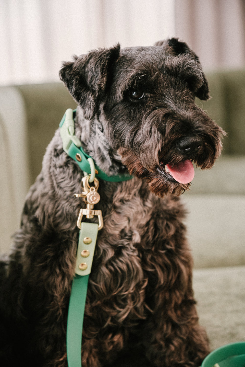 Ollie Walkies Classic - Collar and Leash Set - Seaweed