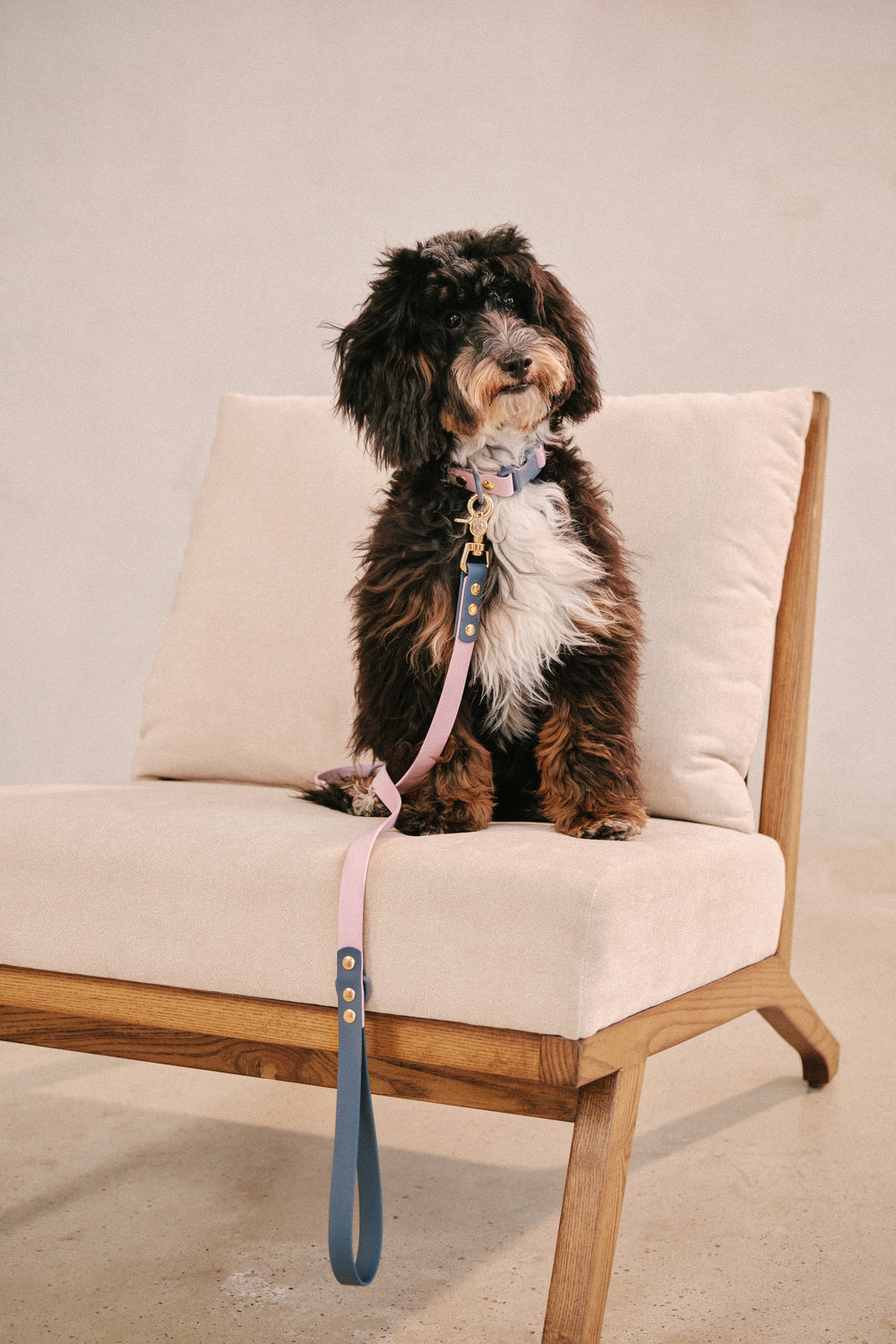 Ollie Walkies Classic - Collar and Leash Set - Otto's Purple