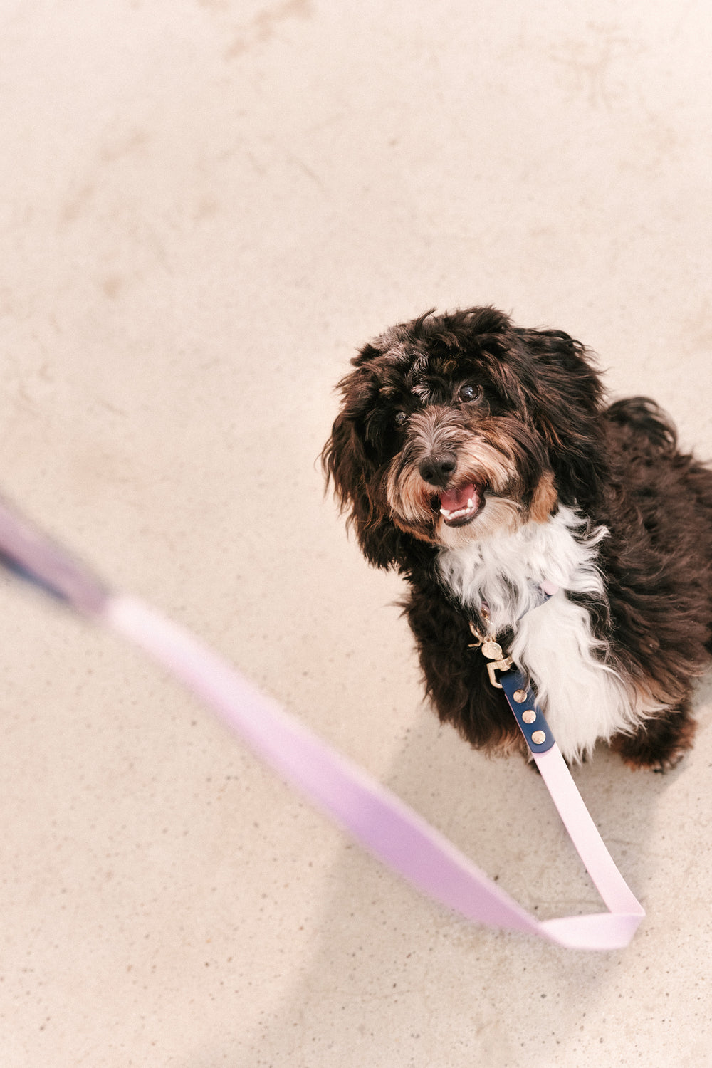 Ollie Walkies Classic - Collar and Leash Set - Otto's Purple
