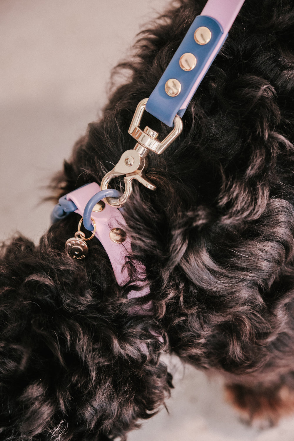 Ollie Walkies Classic - Collar and Leash Set - Otto's Purple