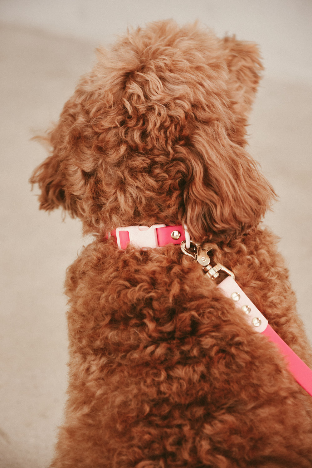 Ollie Walkies Classic - Collar and Leash Set - Watermelon