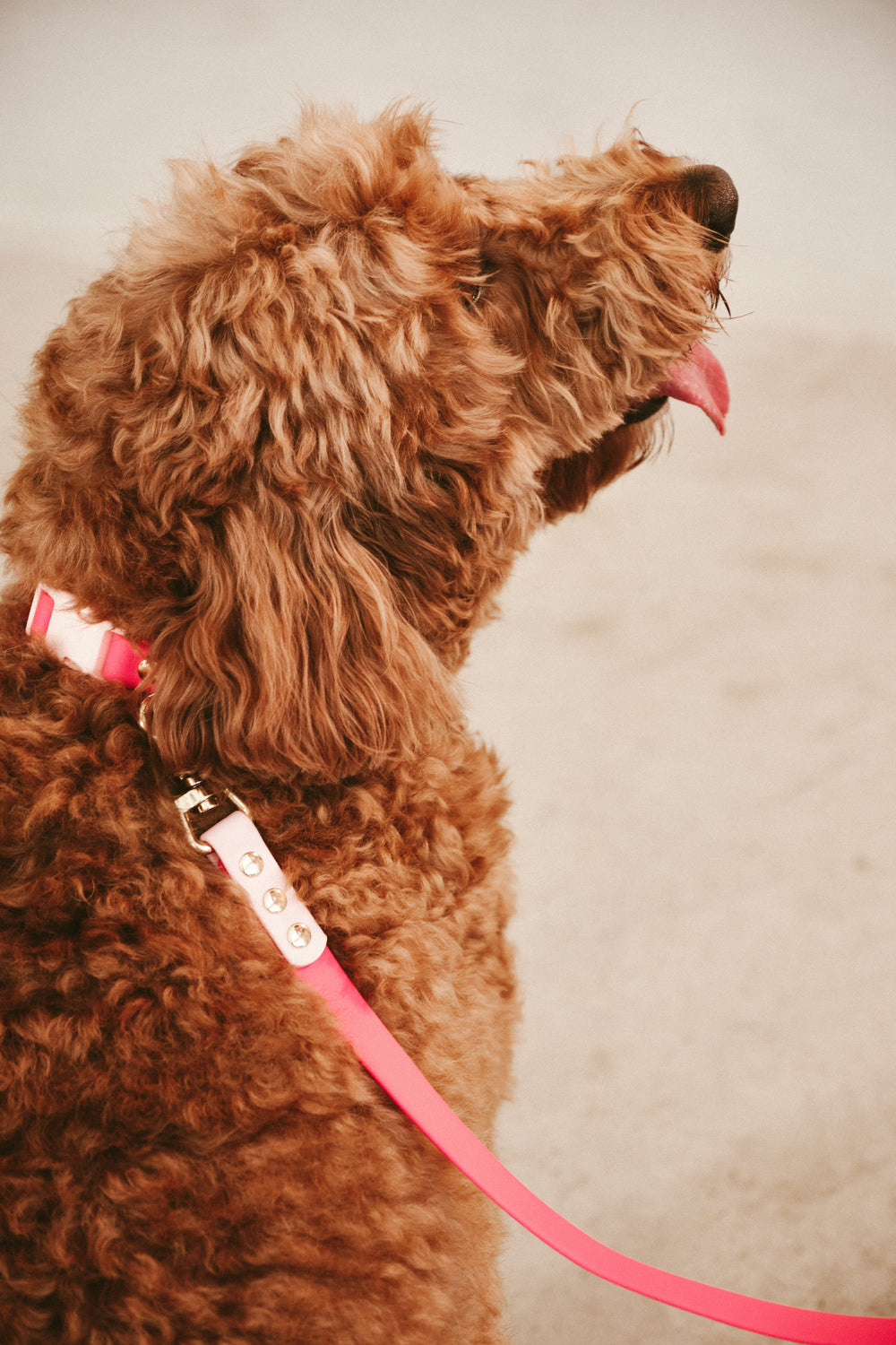 Ollie Walkies Classic - Collar and Leash Set - Watermelon