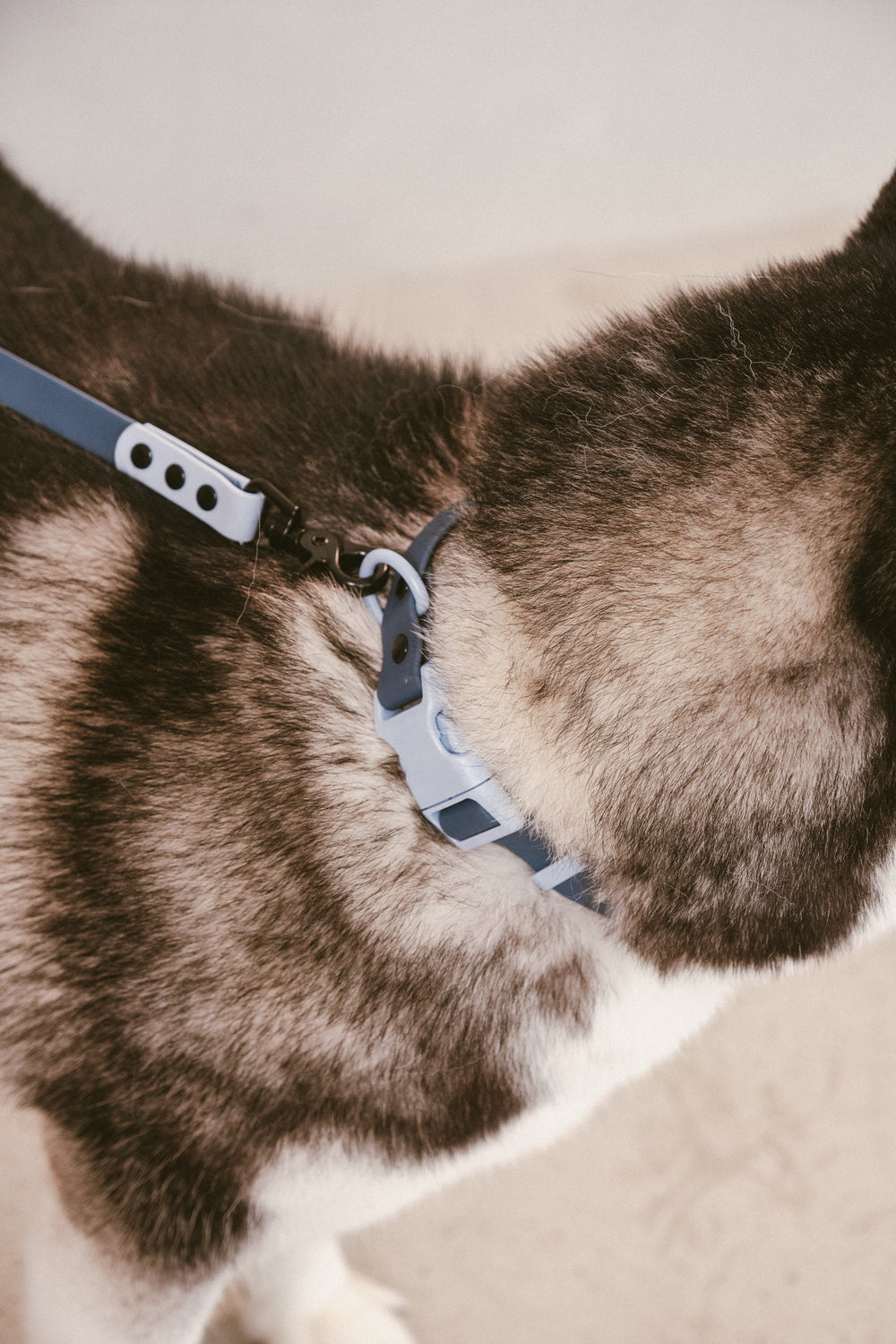 Ollie Walkies Classic - Collar and Leash Set - Navy