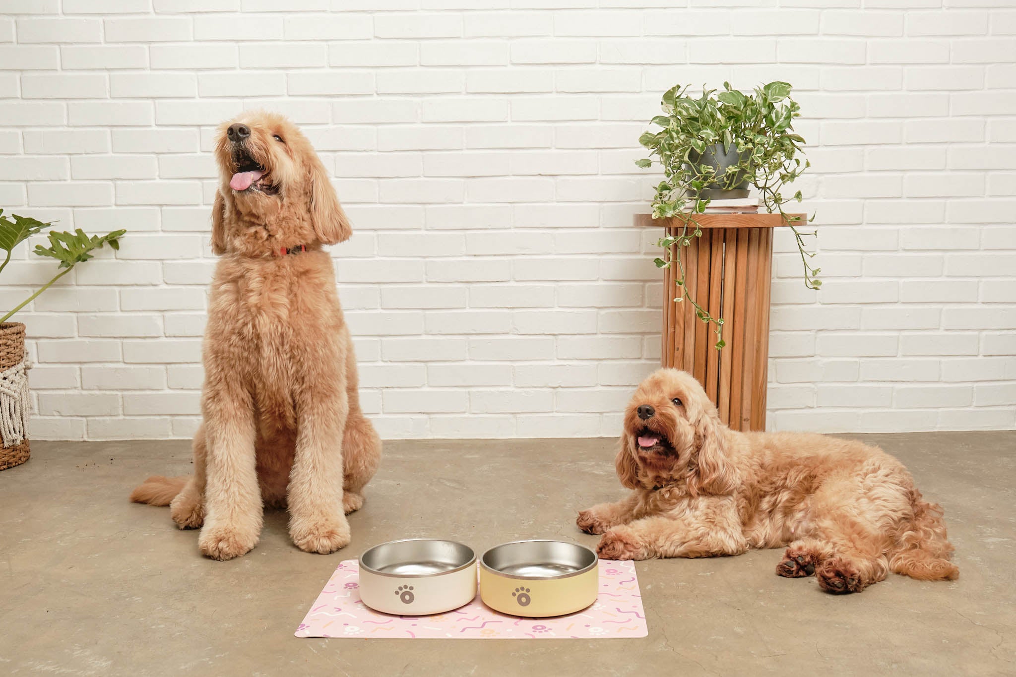 Ollie_Bowls_with_dogs0826.jpg