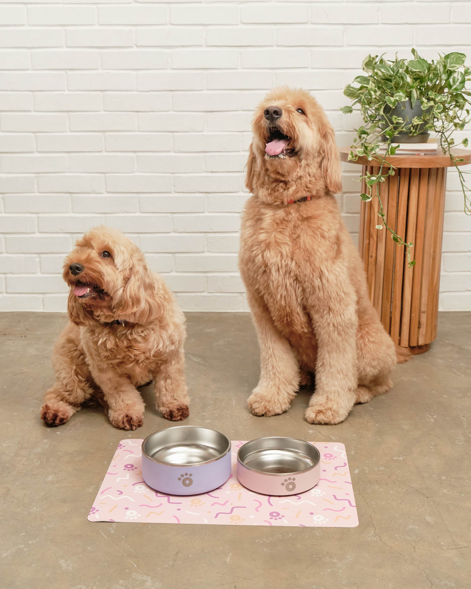 Ollie_Bowls_with_dogs0832.jpg