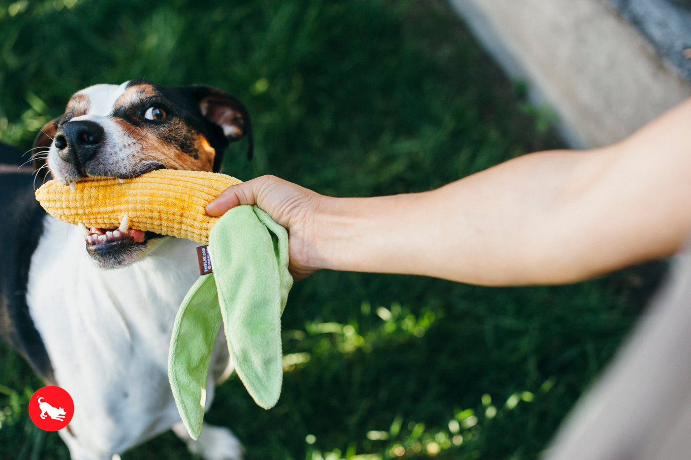 P.L.A.Y Corn