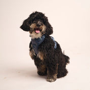 Ollie Walkies:  Body Harness - Navy