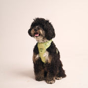 Ollie Walkies: Body Harness - Light Green