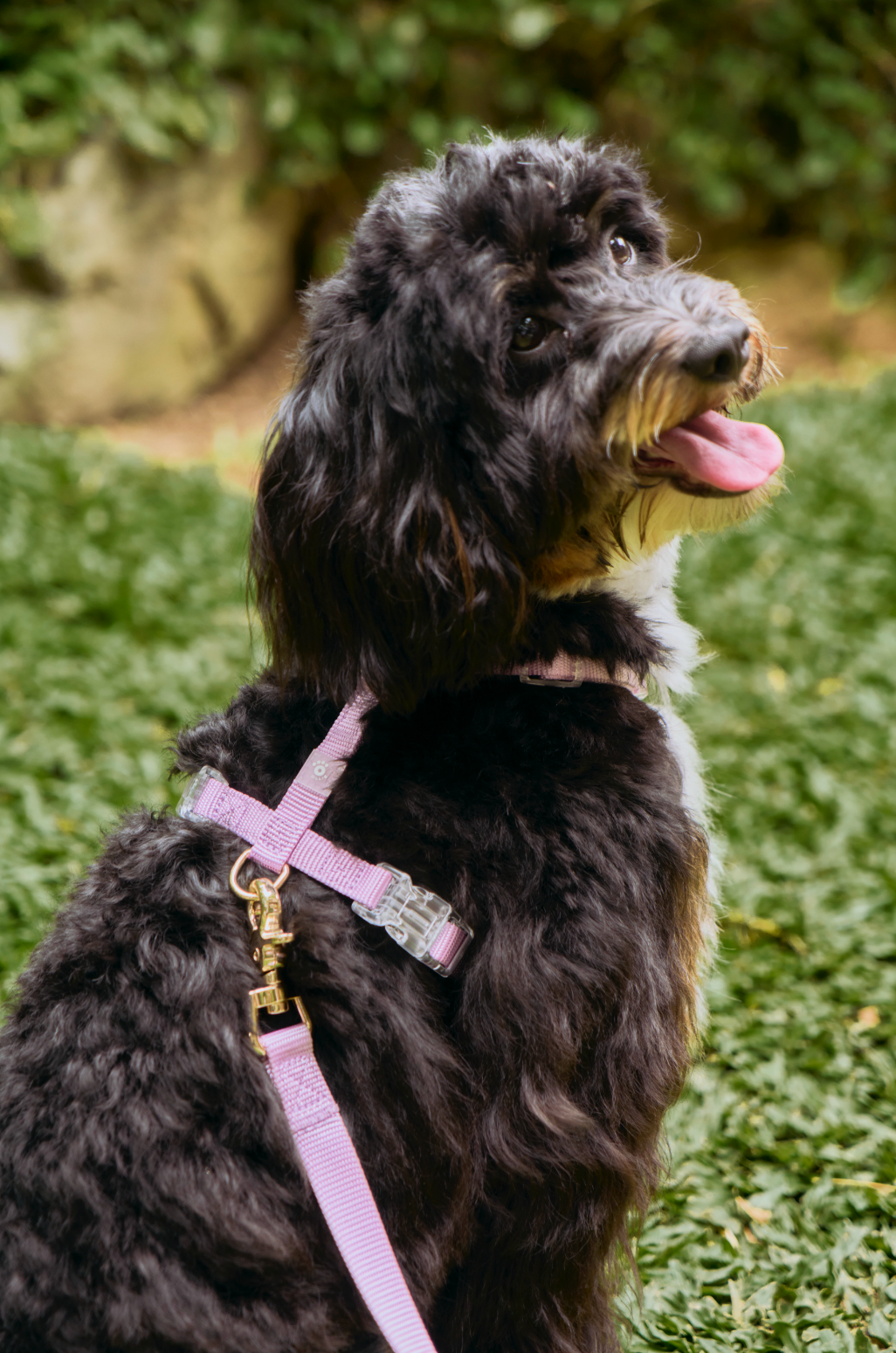 Ollie Walkies: Aero Paw - Harness and Leash Set - Amethyst