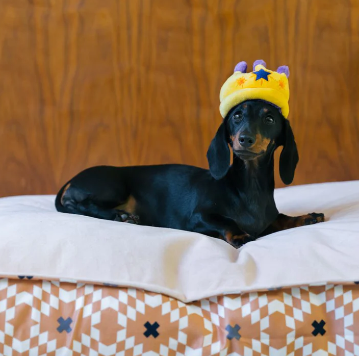 P.L.A.Y Canine Crown - Mini