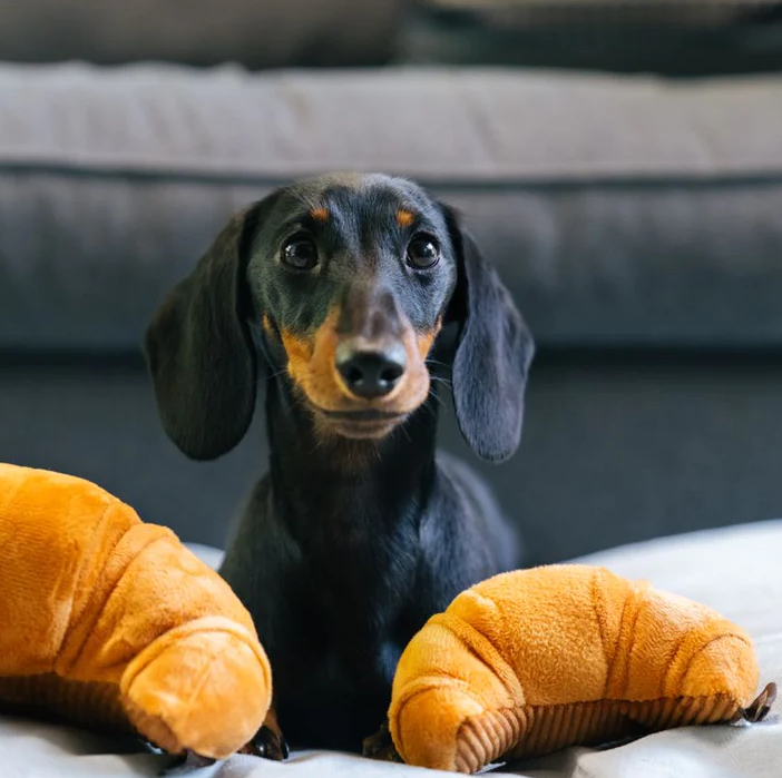 Pup's Pastry - Mini
