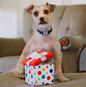 P.L.A.Y Pawfect Present - Mini