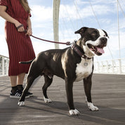 MyFamily Pet Tag: Bronx  "The Boss" Big Circle