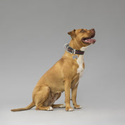 MyFamily Pet Tag: Bronx XL Futuristic Bone in Antique Silver