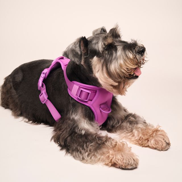 Ollie Walkies: Body Harness - Purple