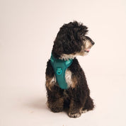 Ollie Walkies:  Body Harness - Teal