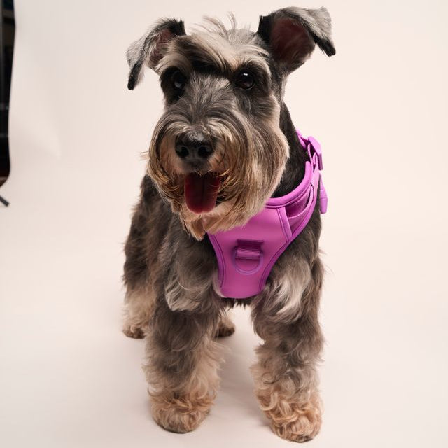 Ollie Walkies: Body Harness - Purple