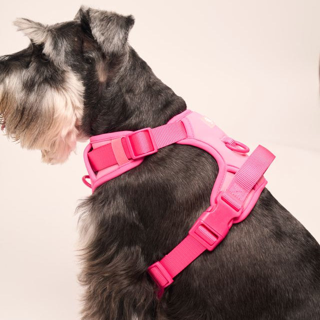 Ollie Walkies: Body Harness - Hot Pink
