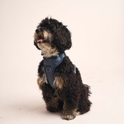 Ollie Walkies:  Body Harness - Navy