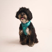 Ollie Walkies:  Body Harness - Teal