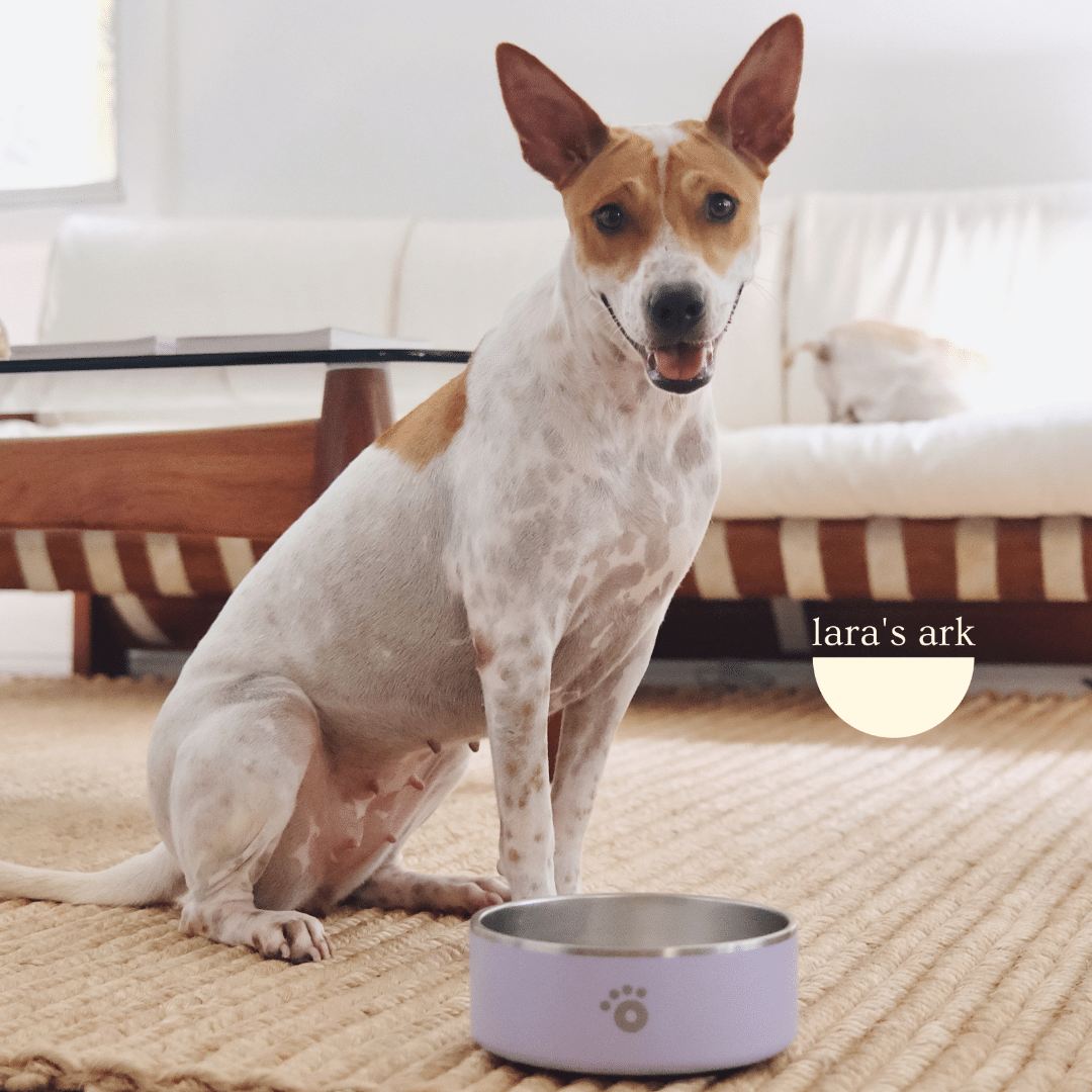Lilac - Ollie Bowl (64oz)
